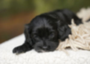 Cavapoo Puppy For Sale