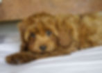 Thumbnail: Cavapoo Puppy For Sale