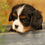 Thumbnail: Cavalier King Charles Spaniel Puppy For Sale