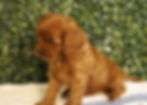 Thumbnail: Cavapoo Puppy For Sale