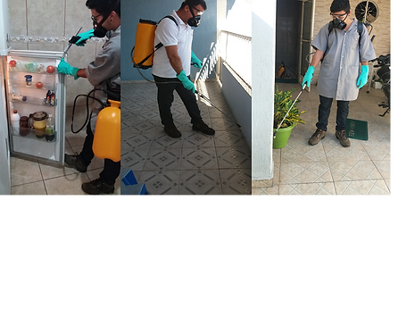 Dedetização