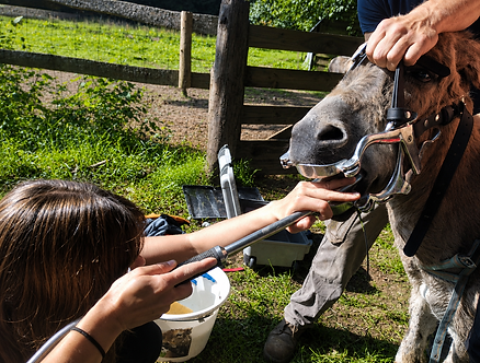 râpage dentaire d'un âne et cheval