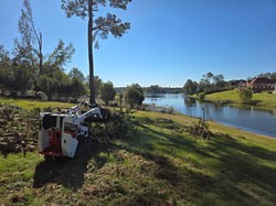 Augusta tree service