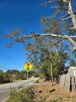 South Augusta tree service