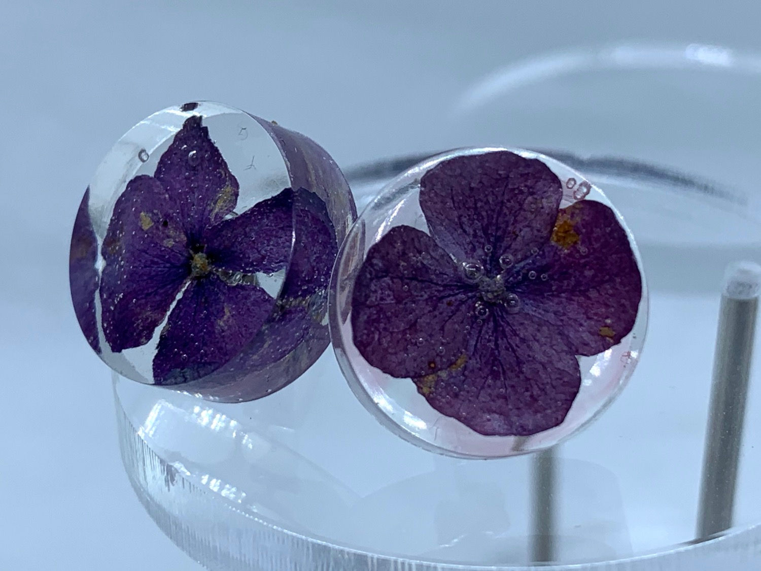 Blauwpaarse hortensia oorstekers