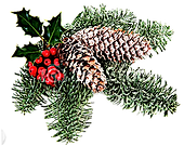 K CC ICON pine cones.png