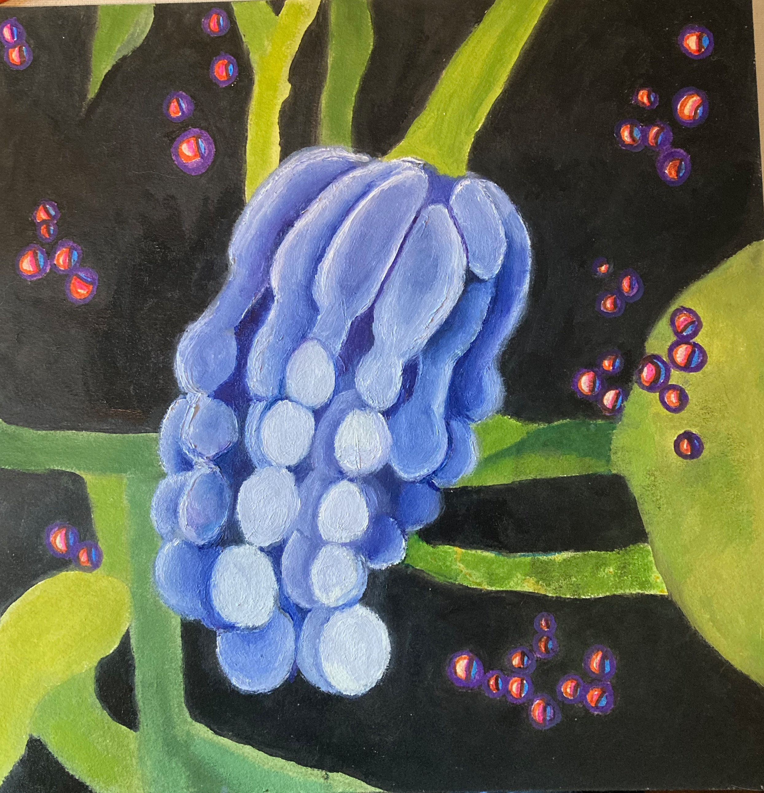 Penicillium Plus