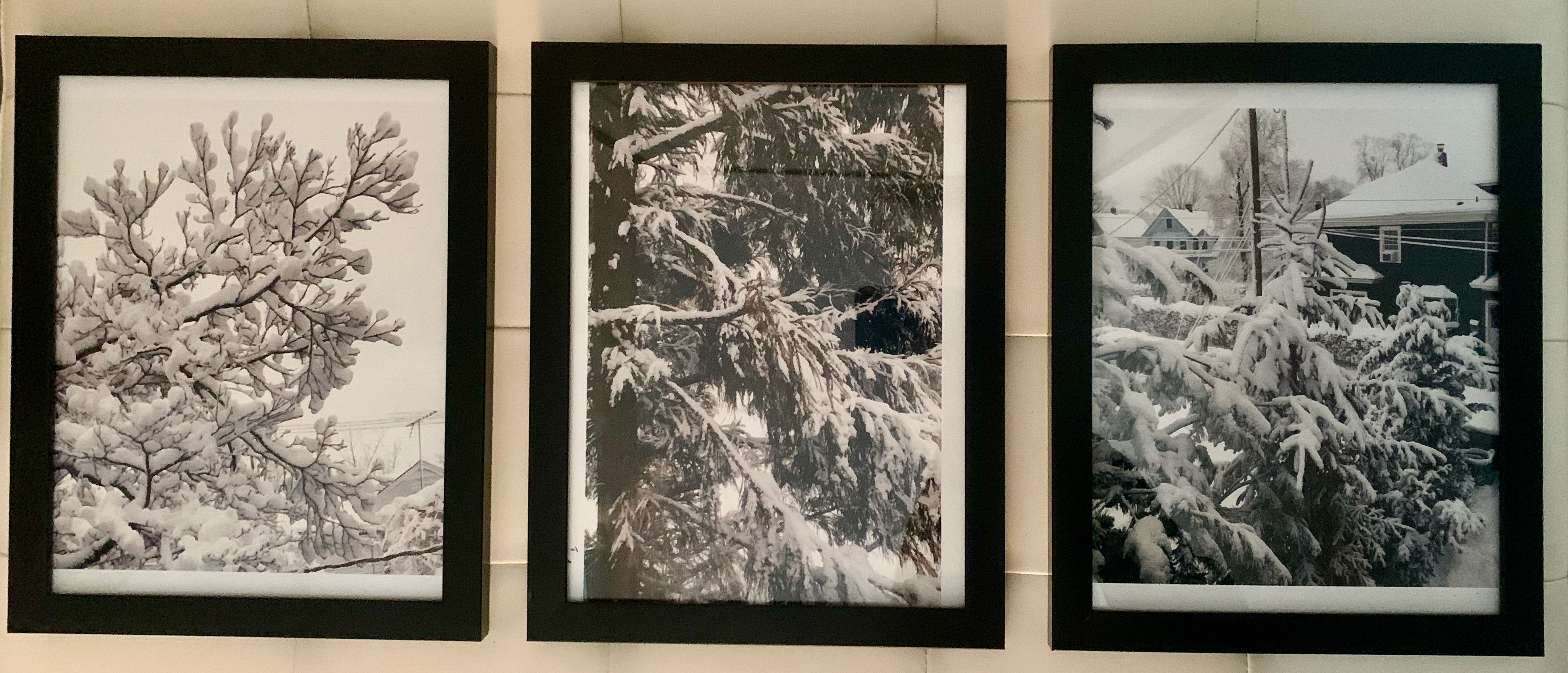 Snow Trees