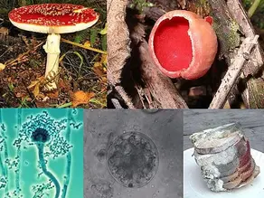 Fungi Classification