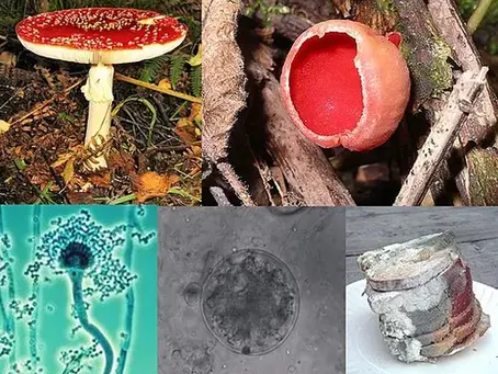 Fungi Classification