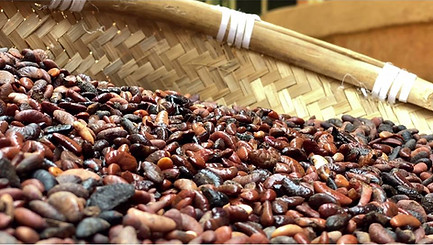 seeds Garcinia Indica Chois.jpeg