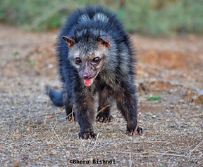 Asian Palm Civet.jpeg