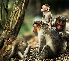 Macaques, social grooming