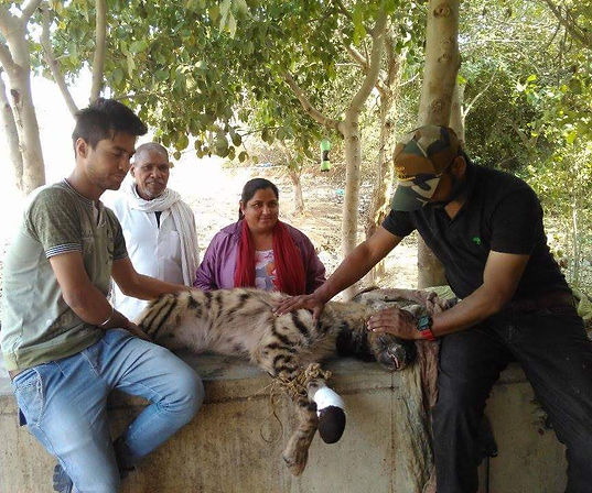 Striped hyena after rescue.jpeg