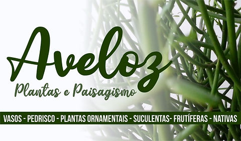 Banner Aveloz
