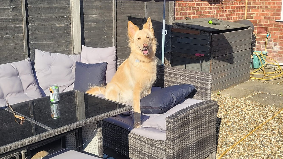 German Shepherd Dog GSD puppyluvdogtraining.com