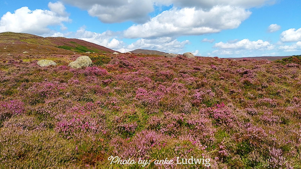 Wicklow Mountains National Park, Co. Wicklow, Ireland.