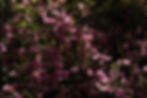 Flowing petals