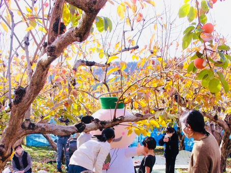 大枝柿畑で野点お茶会