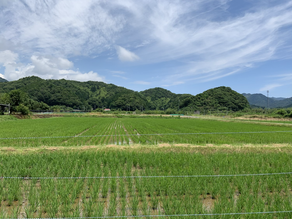 お米育ってきた!