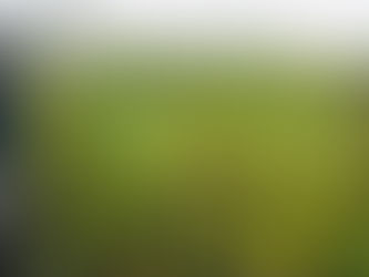 荒廃茶園からお茶作りまとめ。【放棄茶園再生】