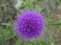 IMG_2097.jpeg