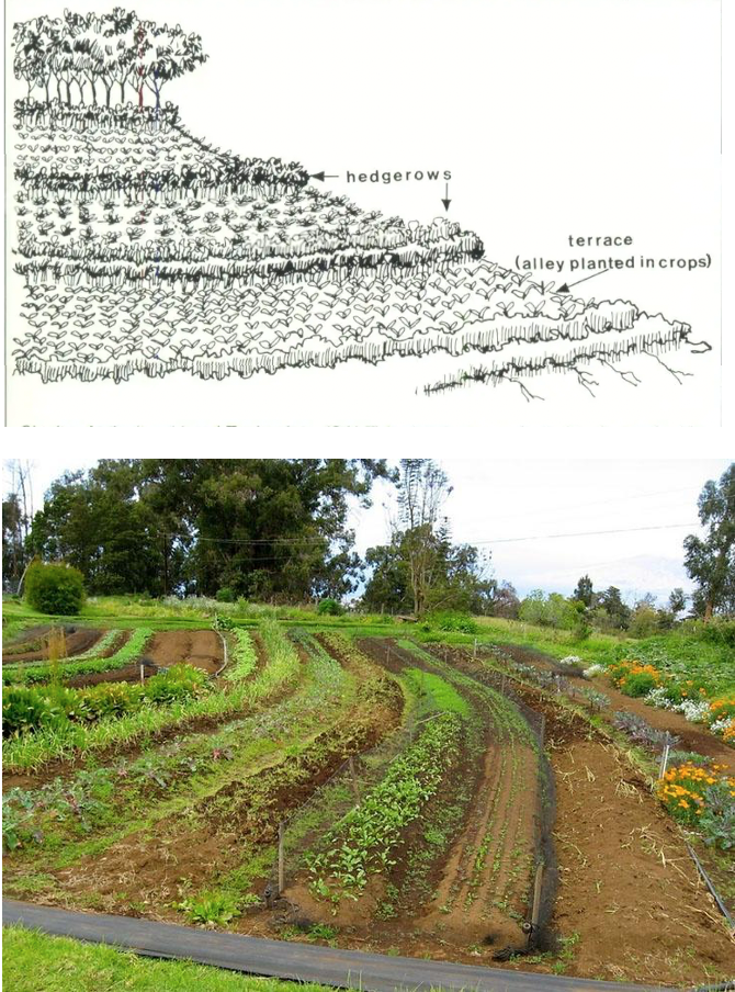 Examples of contour lines in farming