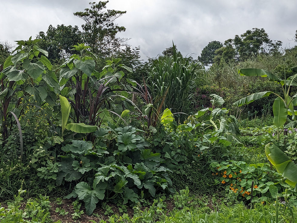 This syntropic garden that has a diversity of plants-- squash, sunflowers, sugar cane, cappuchinas, buckwheat, mustard plants, tomatillos, banana trees, etc.