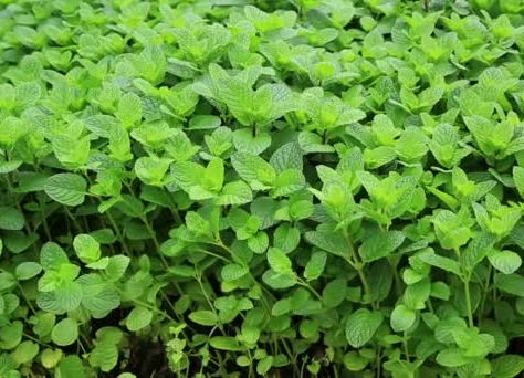 Descubre: Menta de campo