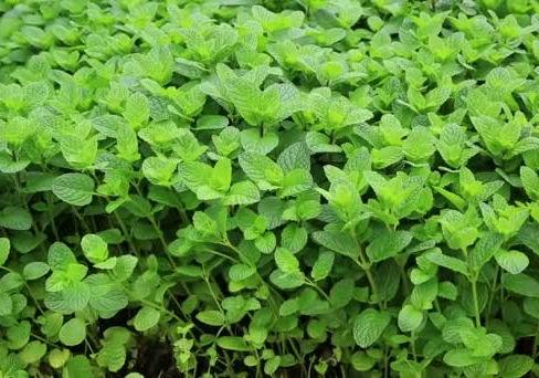 Descubre: Menta de campo
