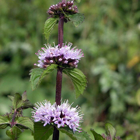 Descubre: Menta piperita