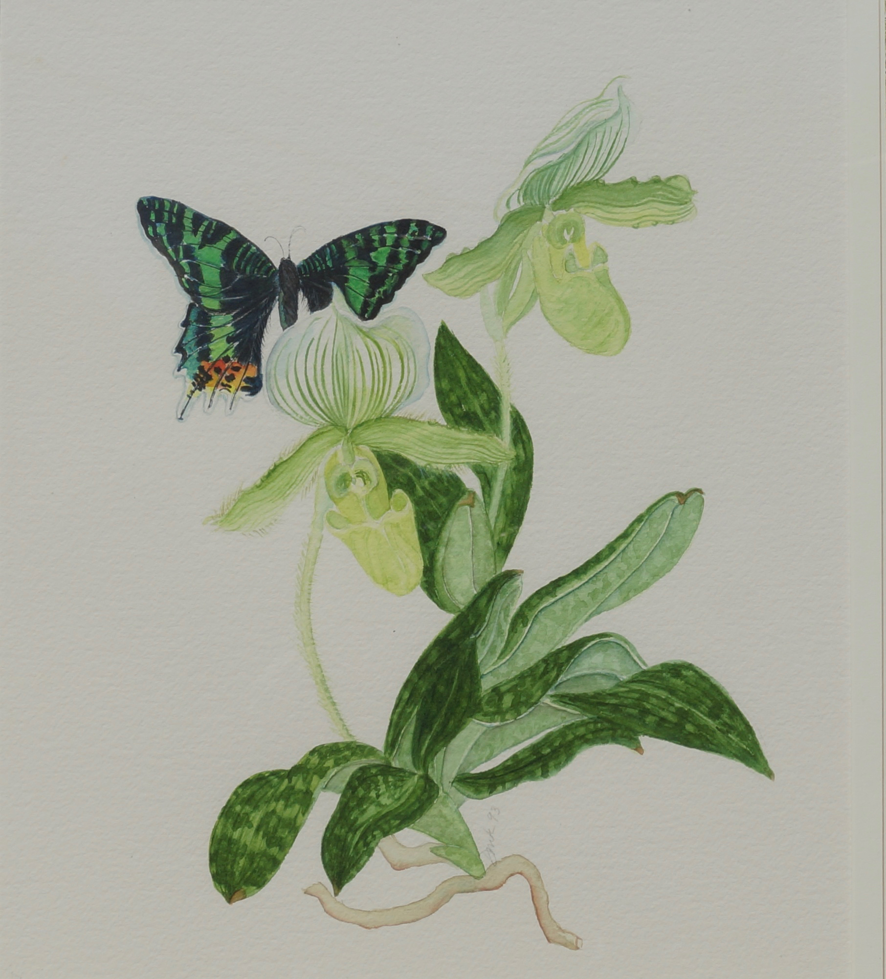 Green and White Paphiopedilum Orchid