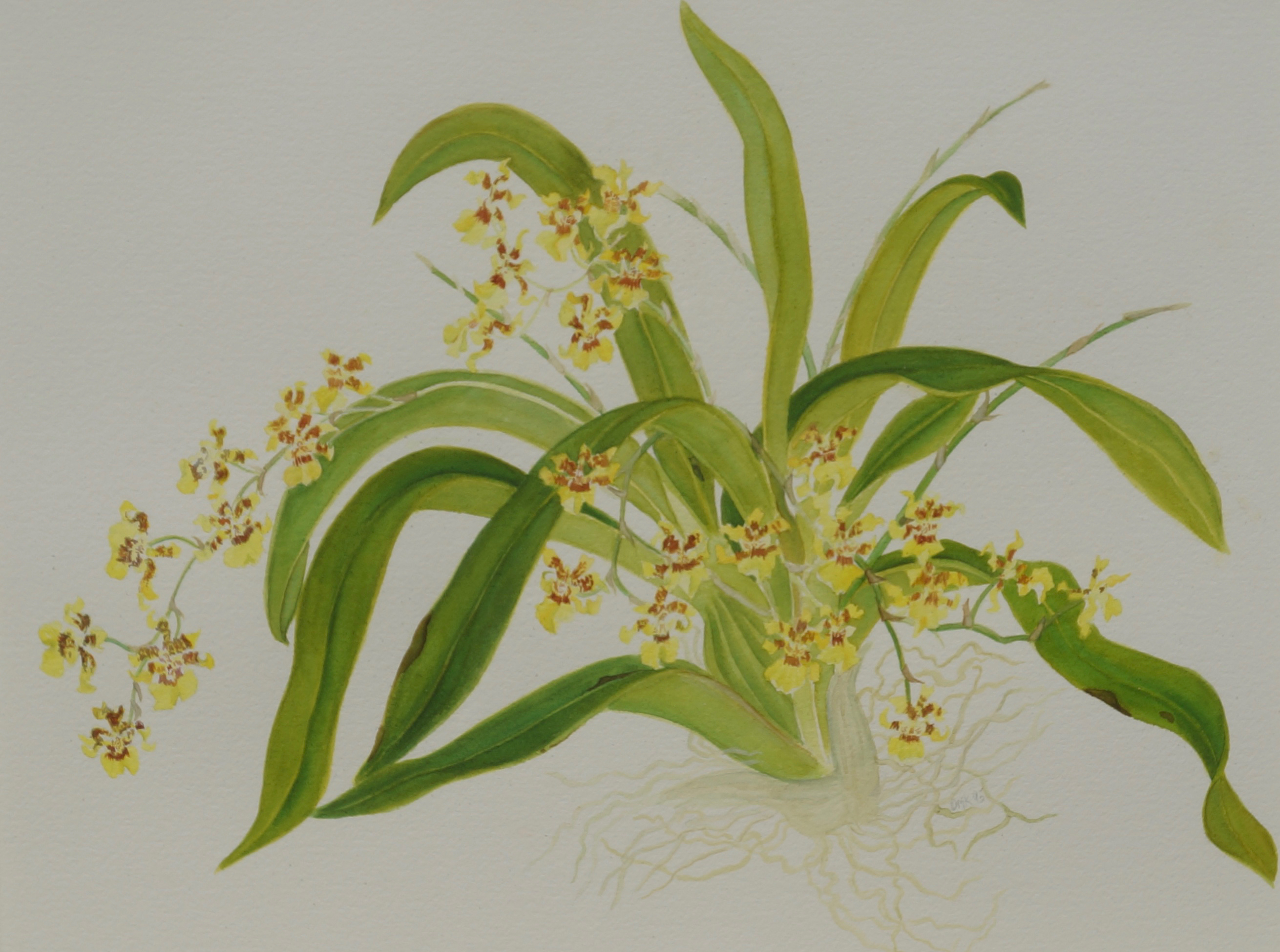 Yellow Oncidium Orchid