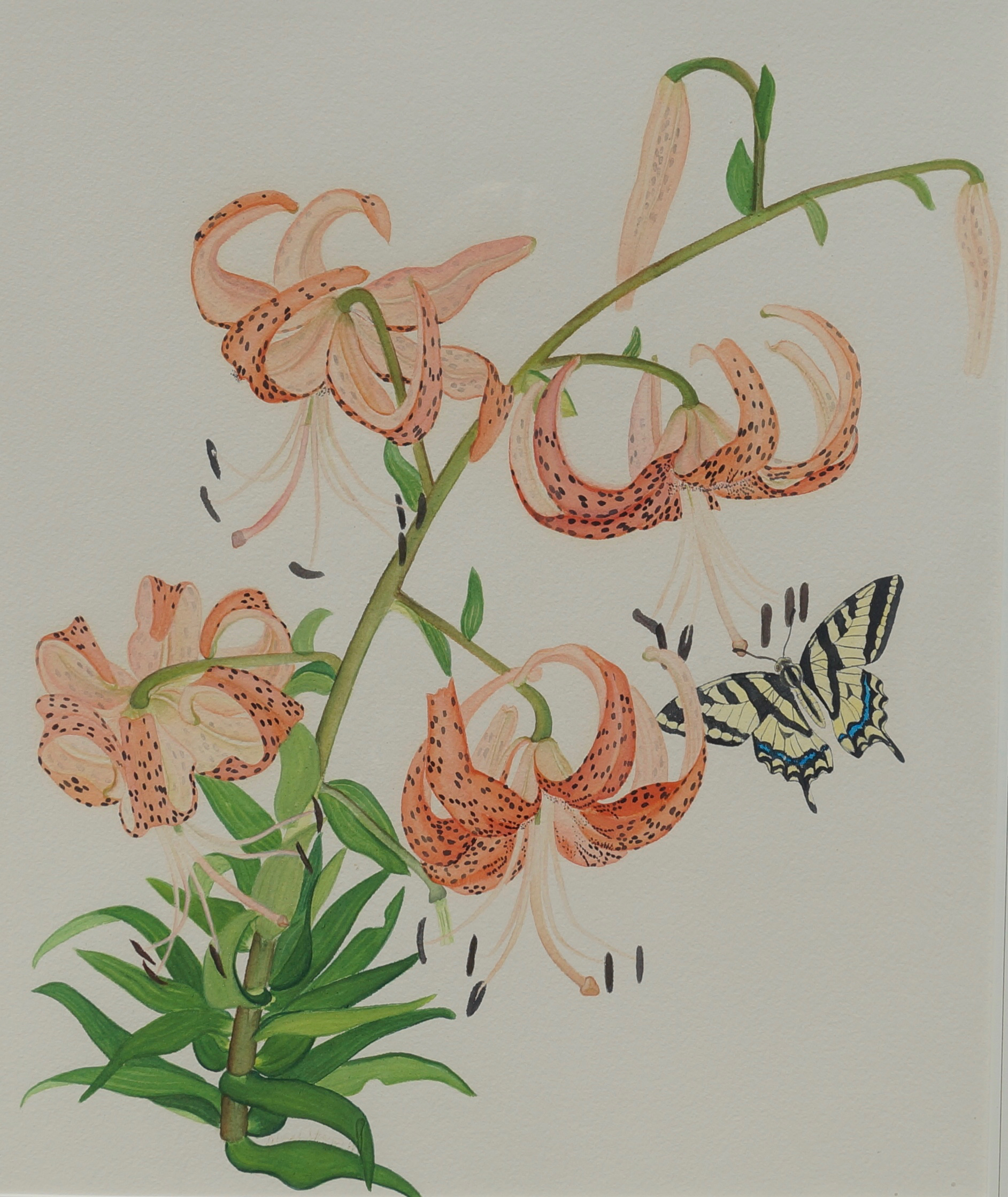 Tiger Lilies and Kite Swallowtail