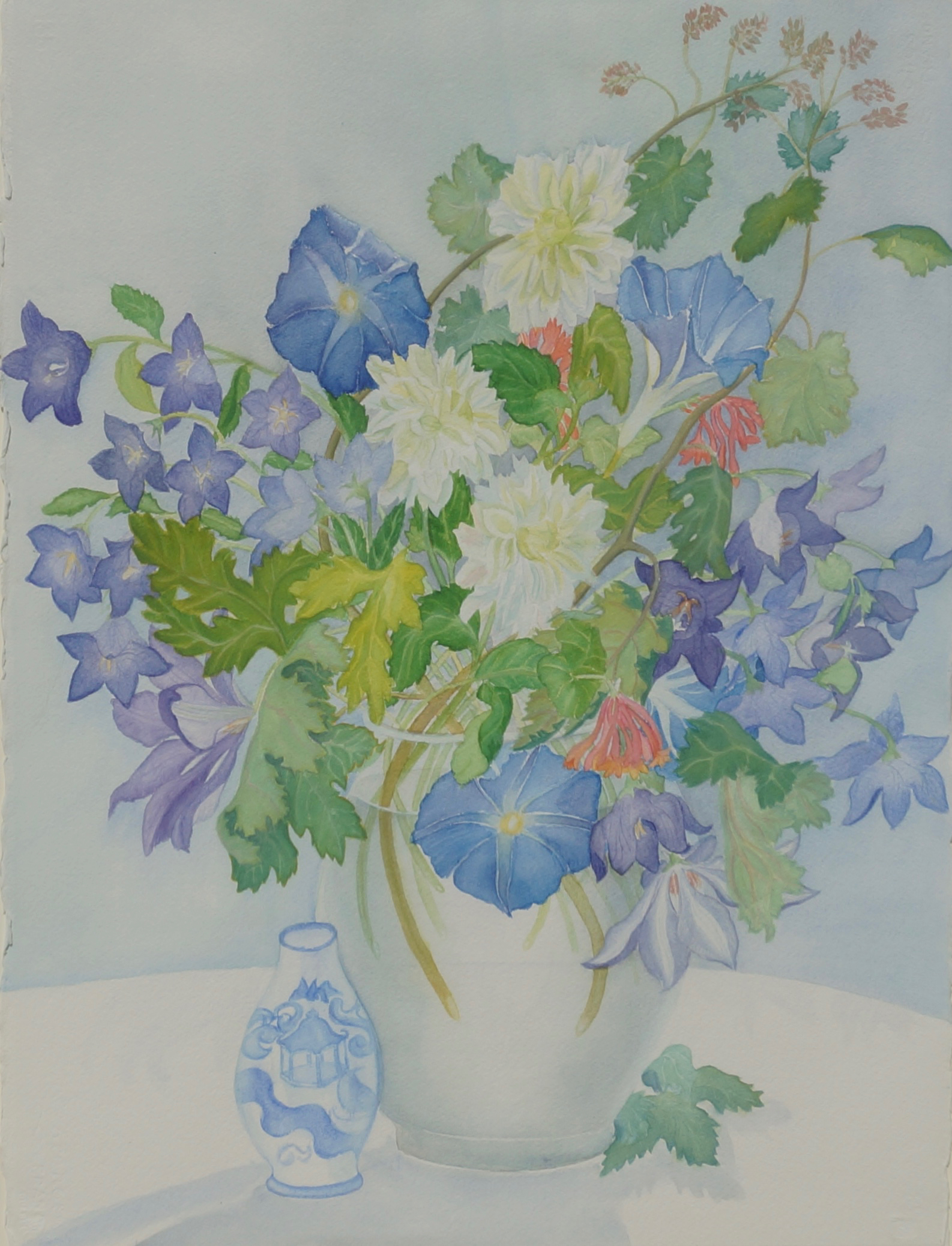 Platycodons, Morning Glories