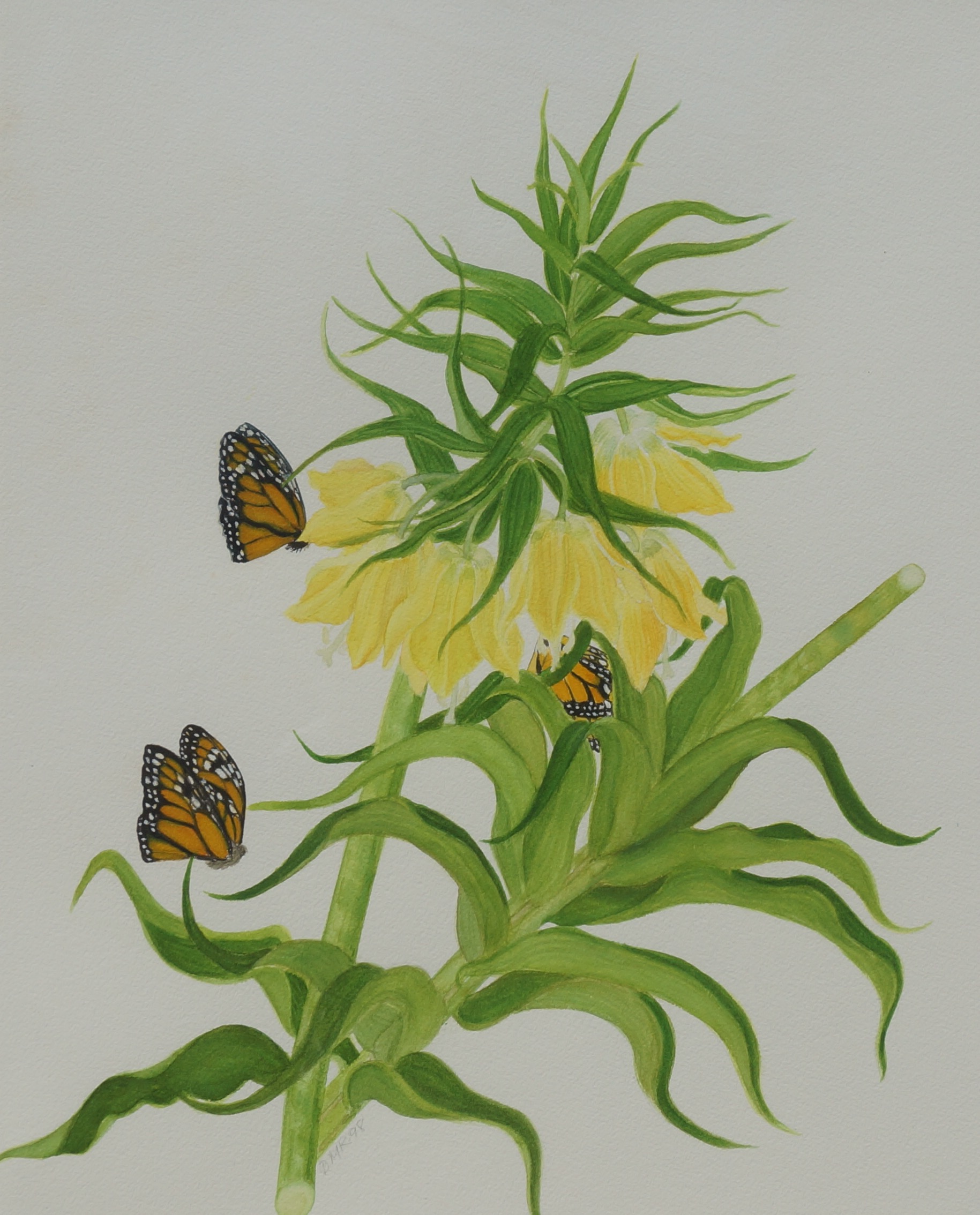 Yellow Fritalleria with Monarchs