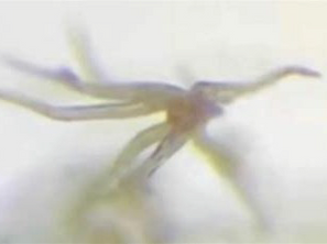First U.S. Lab Examines "VaXXX" Vials