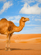 Camel ride in Oman