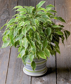 Rubber Plant.jpg