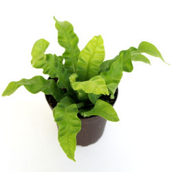 4" Crispy Birdnest Fern