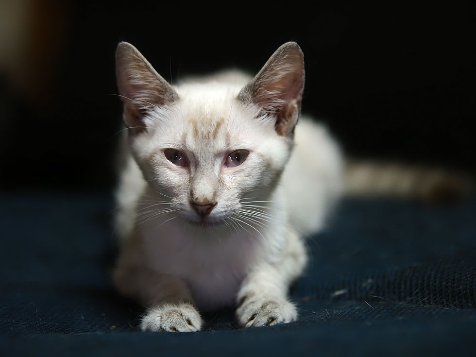 ありがとう とろろ君