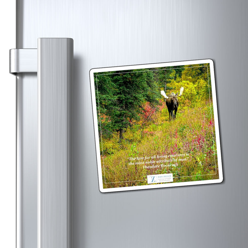 Thumbnail: Mr. Bull Moose Quote Magnet