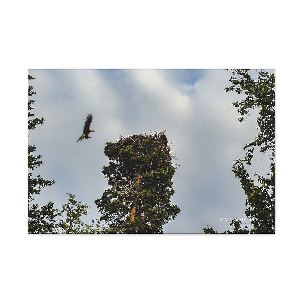 Thumbnail: "Fearless in Flight" Canvas Wrap, Kenai Fjords, National Park, Alaska