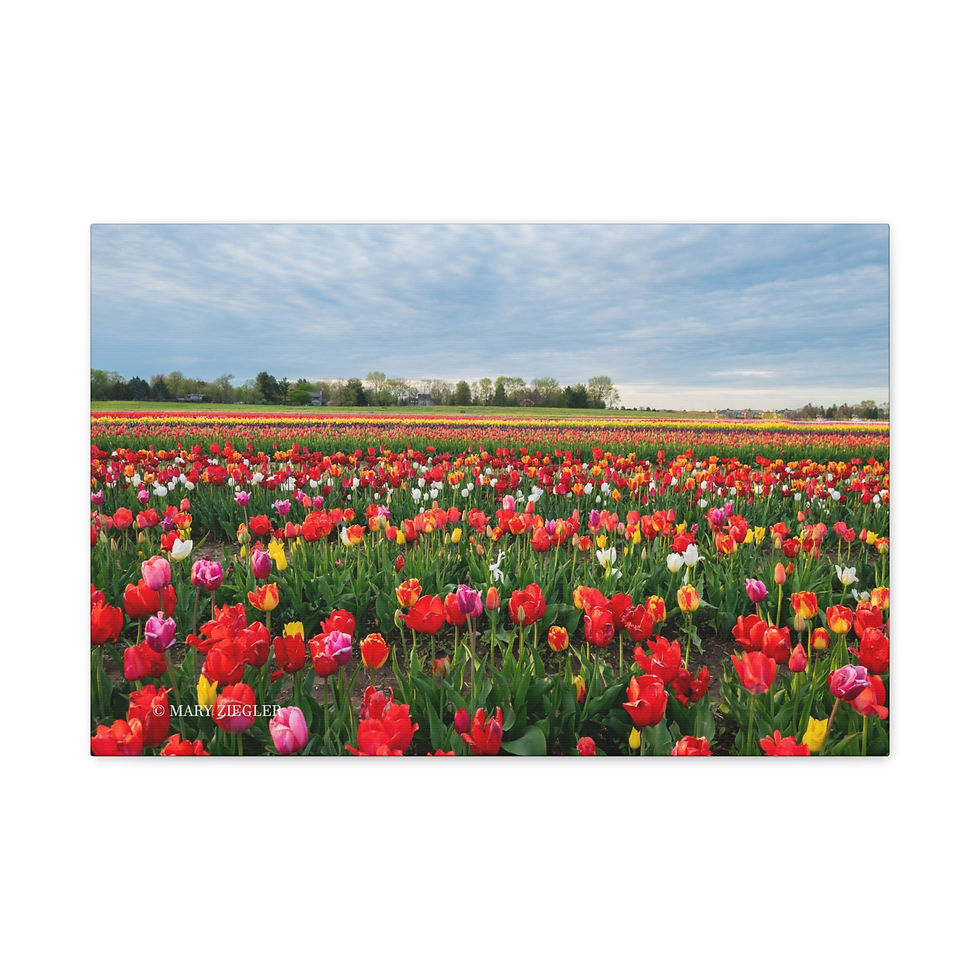 Thumbnail: "Rainbow Fields" Canvas Wrap, Richardson's Farm, Spring Grove, IL