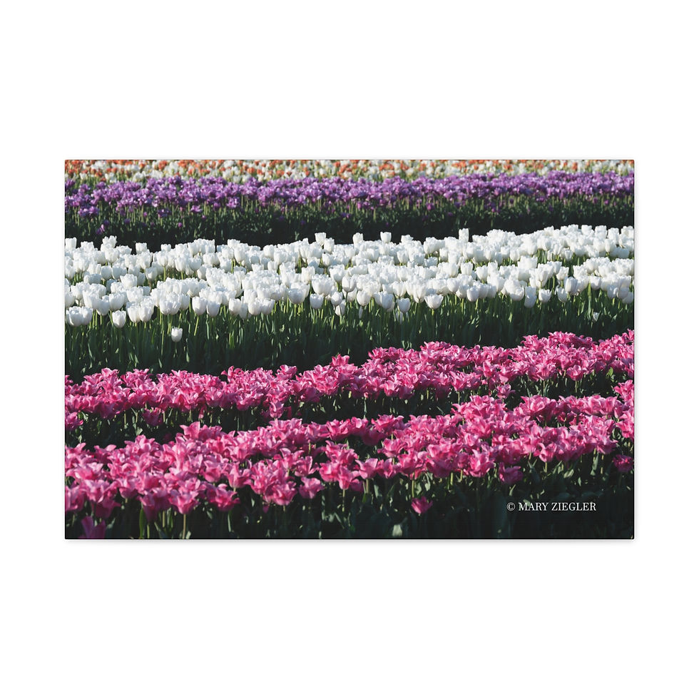 Thumbnail: "Blossoms of Light" Canvas Wrap, Spring Grove, Illinois