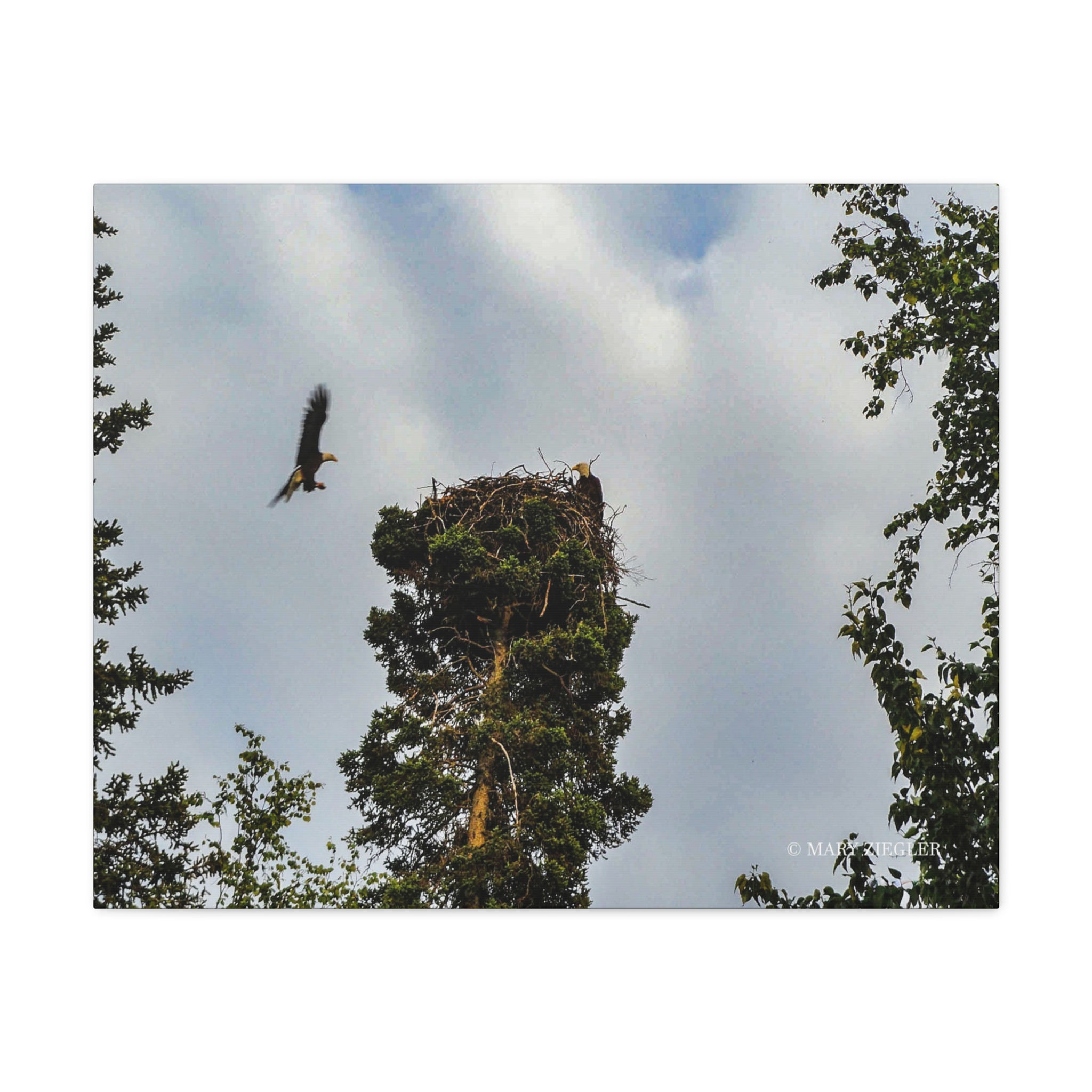 "Fearless in Flight" Canvas Wrap, Kenai Fjords, National Park, Alaska
