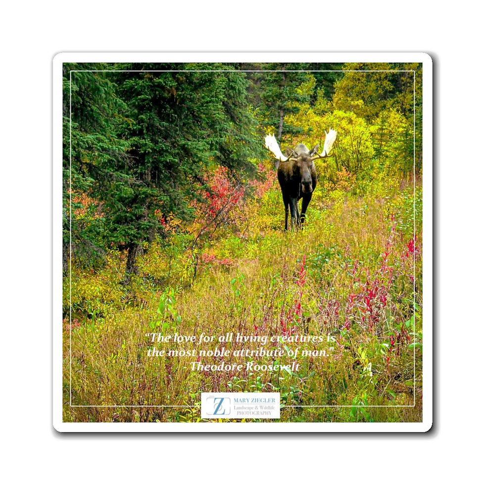 Thumbnail: Mr. Bull Moose Quote Magnet