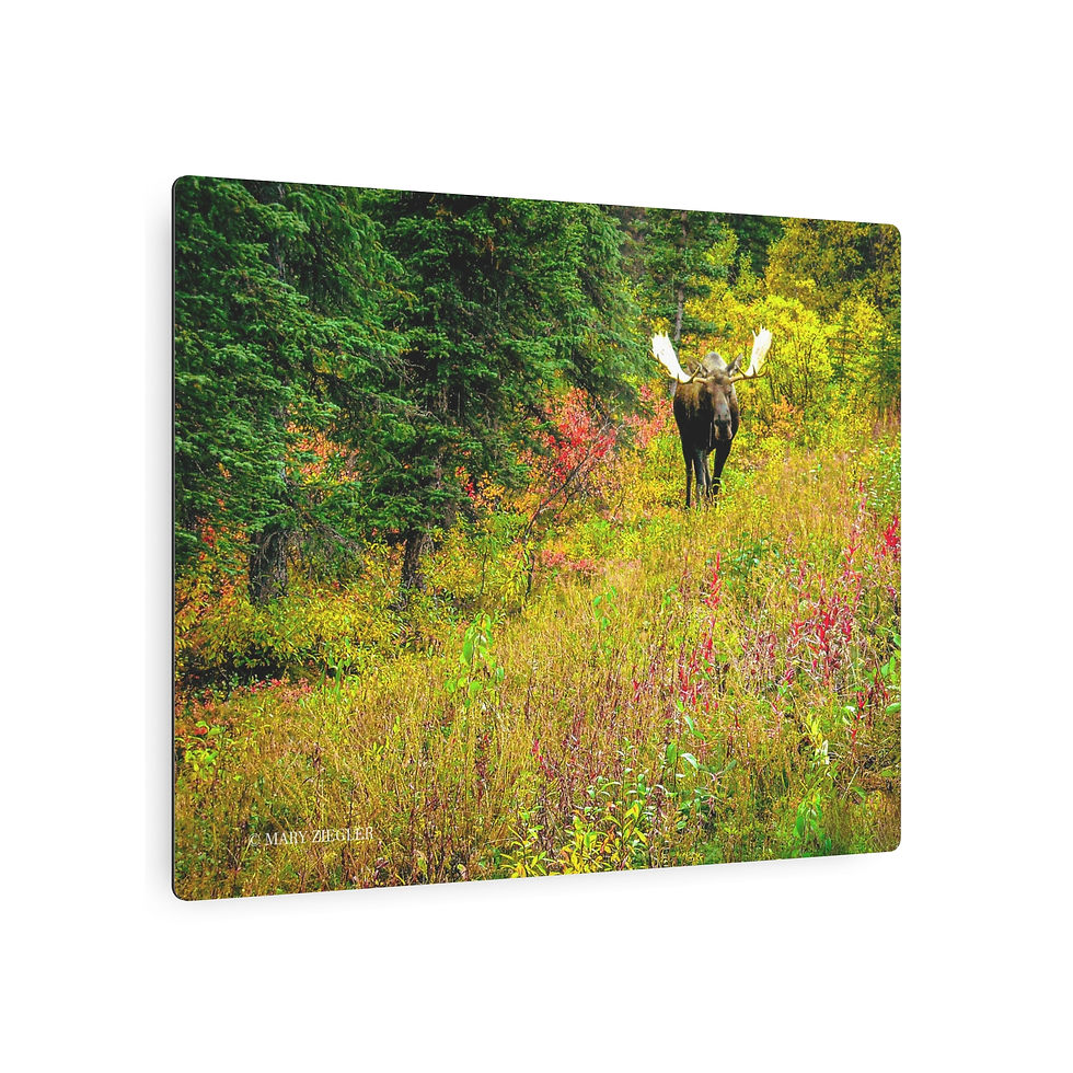 Thumbnail: "Mr. Bull Moose" Metal Print, Denali National Park, Alaska