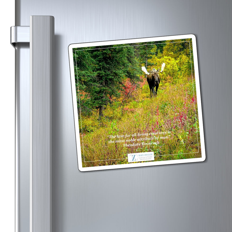 Thumbnail: Mr. Bull Moose Quote Magnet