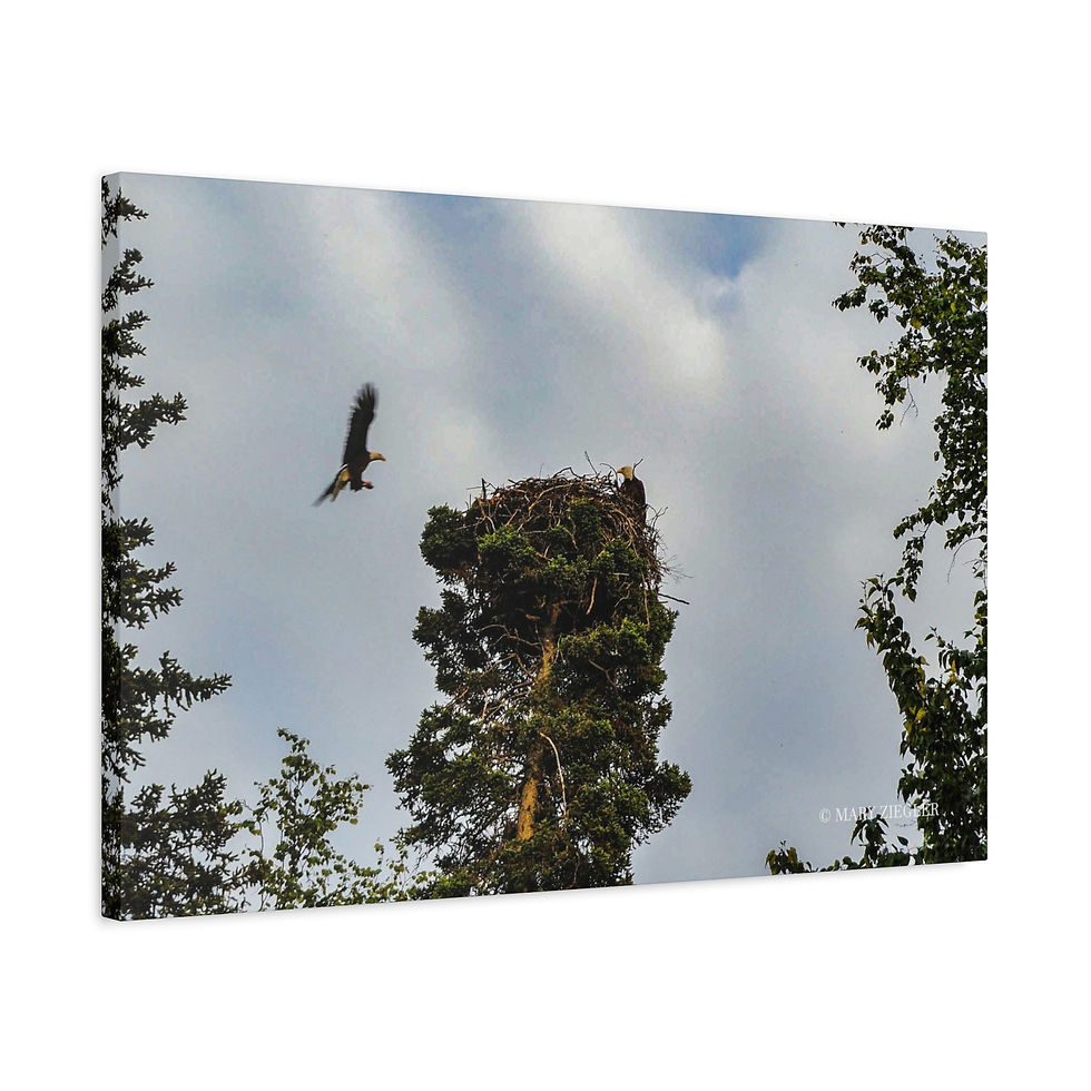 Thumbnail: "Fearless in Flight" Canvas Wrap, Kenai Fjords, National Park, Alaska